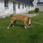 Amerikansk bulldog Freja