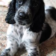 Cocker spaniel Chianti aka Banditten