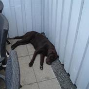 Labrador retriever simba † R.I.P †