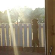 Labrador retriever simba † R.I.P †