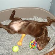 Labrador retriever simba † R.I.P †