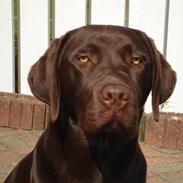 Labrador retriever simba † R.I.P †