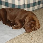 Labrador retriever simba † R.I.P †