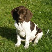 Gammel dansk hønsehund Albert 