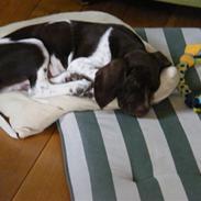 Gammel dansk hønsehund Albert 