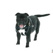 Staffordshire bull terrier jazz