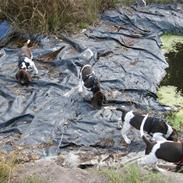 Gammel dansk hønsehund Albert 