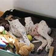 Gammel dansk hønsehund Albert 