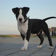 Amerikansk staffordshire terrier Mokai