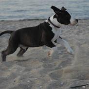 Amerikansk staffordshire terrier Mokai