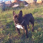 Fransk bulldog anton  (big boss)