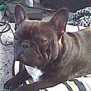 Fransk bulldog anton  (big boss)