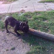 Fransk bulldog anton  (big boss)