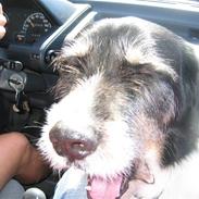 Blanding af racer Tyson
