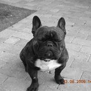 Fransk bulldog anton  (big boss)
