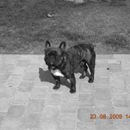 Fransk bulldog anton  (big boss)