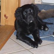 Flat coated retriever Sally