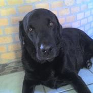 Labrador retriever Mads  .RIP.