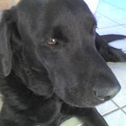 Labrador retriever Mads  .RIP.