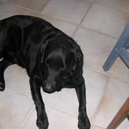 Labrador retriever Mads  .RIP.