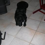 Labrador retriever Mads  .RIP.