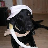 Labrador retriever Mads  .RIP.