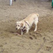 Labrador retriever Lady