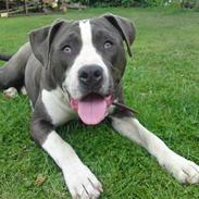 Amerikansk staffordshire terrier king