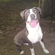 Amerikansk staffordshire terrier king