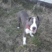 Amerikansk staffordshire terrier king