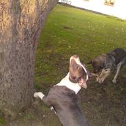 Amerikansk staffordshire terrier king