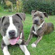 Amerikansk staffordshire terrier king