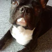 Fransk bulldog jack(alto)