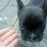 Fransk bulldog jack(alto)