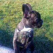 Fransk bulldog jack(alto)