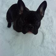 Fransk bulldog jack(alto)