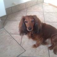 Dværggravhund Snubbi (min fars hund)