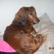 Dværggravhund Snubbi (min fars hund)