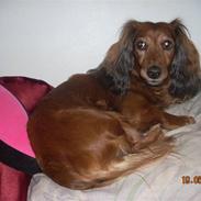 Dværggravhund Snubbi (min fars hund)