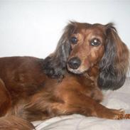 Dværggravhund Snubbi (min fars hund)