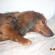 Dværggravhund Snubbi (min fars hund)