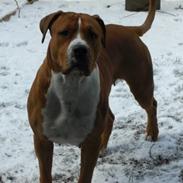 Amerikansk bulldog Chiggi