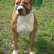 Amerikansk bulldog Chiggi