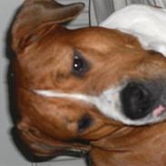 Amerikansk bulldog Chiggi