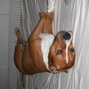 Amerikansk bulldog Chiggi