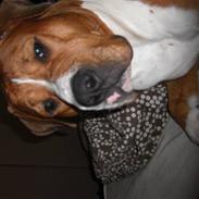 Amerikansk bulldog Chiggi