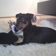 Dvaergpinscher Bobble