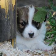 Blanding af racer Bailey