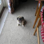 Pekingeser Bella