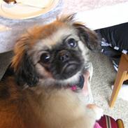 Pekingeser Bella